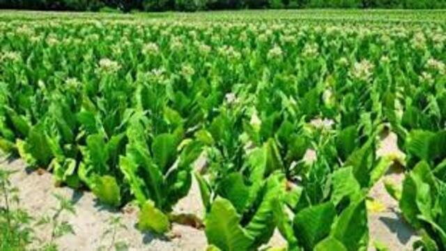 Dampak Ekonomi Industri Tembakau
