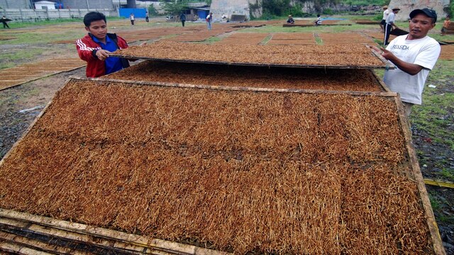 Pemanfaatan Serat Tembakau