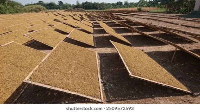 Proses Curing Tembakau